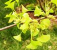 Gingko Biloba P.E.